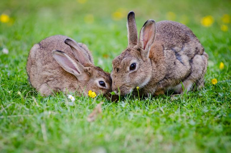 Two rabbits in a field